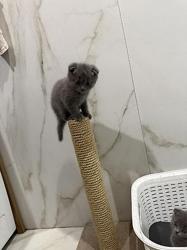 scottish fold: Шотландские вислоухие котята (Scottish Fold), дымчато‑серый окрас. - — 2