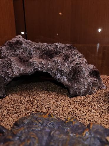 террариум: Террариум для гекконов, сцинков и других ящериц, полностью — 8