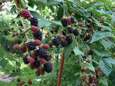 Лохнесс. Саженцы безшипной ежевики (ежемалины). Сорт урожайный at lalafo.kg Лохнесс. Саженцы безшипной ежевики (ежемалины). Сорт урожайный