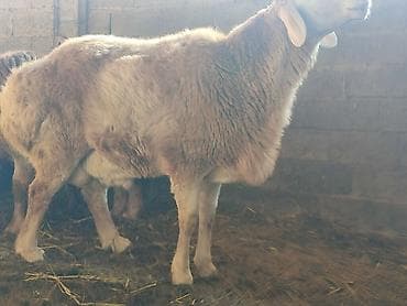 баран сколько стоит: Продаю | Баран (самец) | Для разведения | Племенные — 7