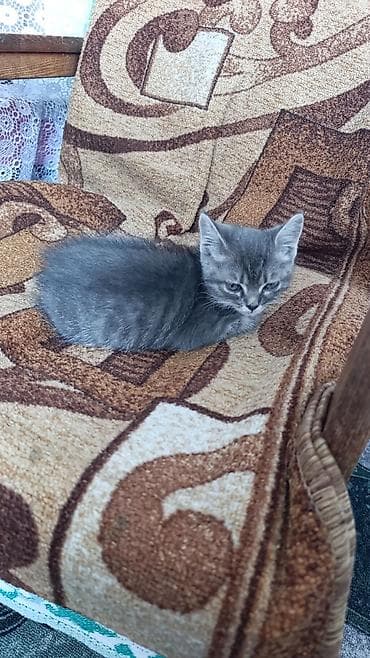 персидская кошка цена: Отдам котёнка в добрые и заботливые руки 🐾 Малыш ласковый, игривый — 2