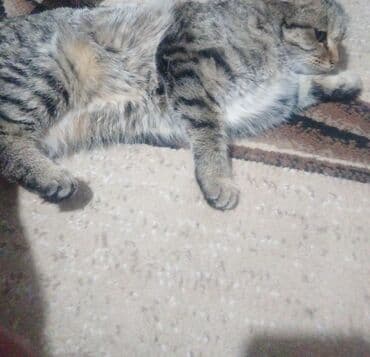 русская белая кошка: Скотиш Фолд (Шотландская вислоухая), 4 месяца, Девочка, Серый, Кастрирована — 1