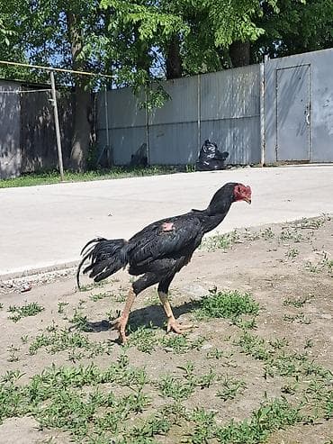 гнездо для кур: Продаю | Петух | Бойцовая | Для разведения — 2