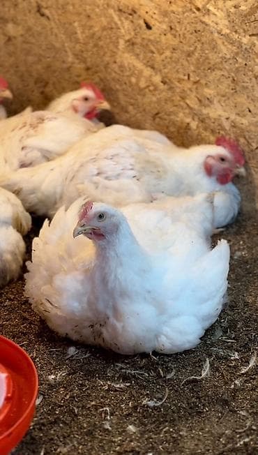 уй порода: Продаем домашних бройлеров — выращены на натуральных кормах с особым — 5
