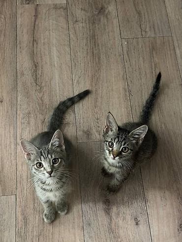 кошке: Кошка даром: Беспородная, 3 месяца, Мальчик, Приучена к лотку, Проглистована, С документами — 1