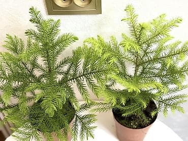 араукария купить: Араукария разнолистная (Norfolk Island Pine) в горшке. - Компактные — 3