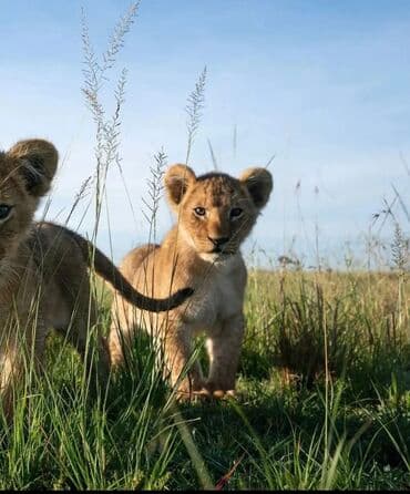 Организация мероприятий | Гелевые шары, Букеты, флористика, Ведущий, тамада