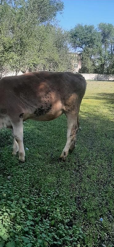 продажа свинины: Продаю | Тёлка | Швицкая | На откорм | Отела не было — 2