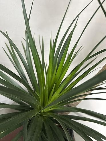 Акция🔥🔥Драцена (Dracaena marginata), комнатное растение - Вид