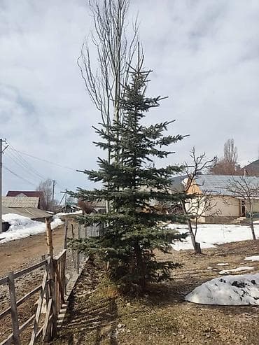 опрыскиватель садовый с мотором: Ель (возможно голубая ель/ель колючая) для пересадки. - Высота — 2