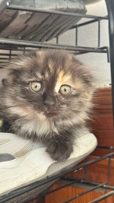 вислоухая кошка сколько стоит: Беспородная, 2 месяца, Девочка, Черепаховый, Приучена к лотку — 1