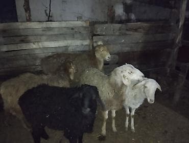 сабака як: Продаю | Овца (самка) | Полукровка | Для разведения | Матка — 4