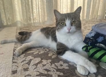 шотландская кошка бишкек: Кошка даром: Беспородная, 1 год, Девочка — 7