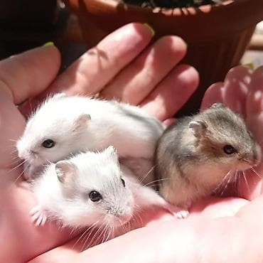 Күсөндөр: Продаются хомячки джунгарские, сирийские, ангорские пушистые хомячки — 2