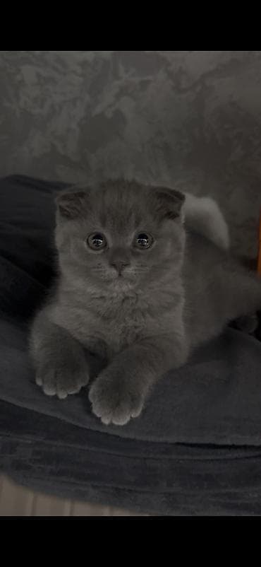 перепёлка купить: Скотиш Фолд (Шотландская вислоухая), 2 месяца, Девочка, Серый, Приучена к лотку, Проглистована, С документами — 1