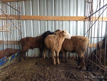 хмонг порода собак цена: Продаю | Баран (самец) | Полукровка | На забой — 2