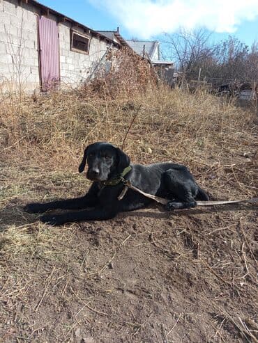 Грызуны: Собака даром: Дратхаар, 2 года, Самка, С прививкой — 1