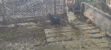 купить собаку кане корсо: Продаю | Куры | Бойцовая | Для разведения — 4