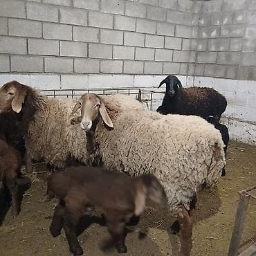 байтал ургачы: Продаю | Овца (самка) | Полукровка | Для разведения | Матка — 2