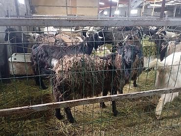 мастит: Продаю | Коза (самка) — 8