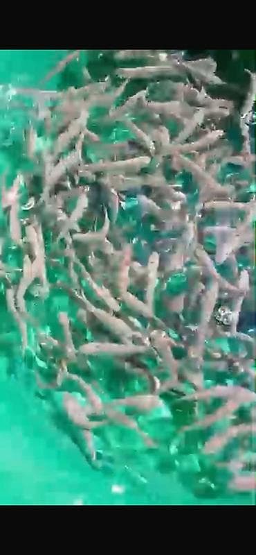 Продаю маки форели Мальки рыбы (аквакультура) - Живая рыба, большое