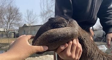 Продаю | Ягненок | Для разведения at lalafo.kg Продаю | Ягненок | Для разведения