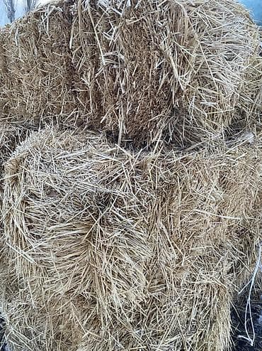 Арпа саман сатылат at lalafo.kg Арпа саман сатылат