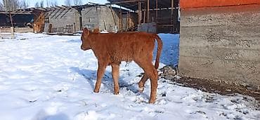 монгол ат: Продаю | Тёлка, Музоо, торпок | Для разведения, Для молока | Искусственник — 3