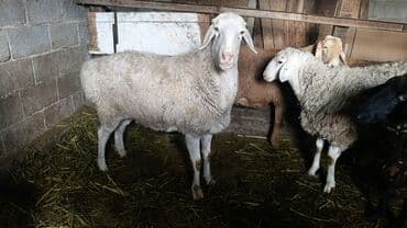 собака лабрадор: Продаю | Овца (самка) | Для разведения | Матка — 2