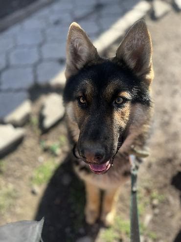 дворняга: ДРЕССИРОВКА СОБАК | ГАРАНТИЯ РЕЗУЛЬТАТА!!! Хотите послушного — 10