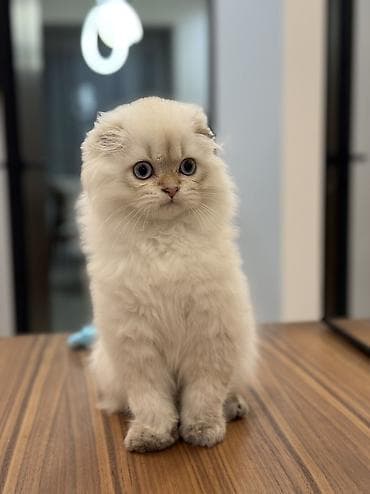 латок для котов: Скотиш Фолд (Шотландская вислоухая), 3 месяца, Мальчик, Золотая шиншилла, Приучена к лотку — 9