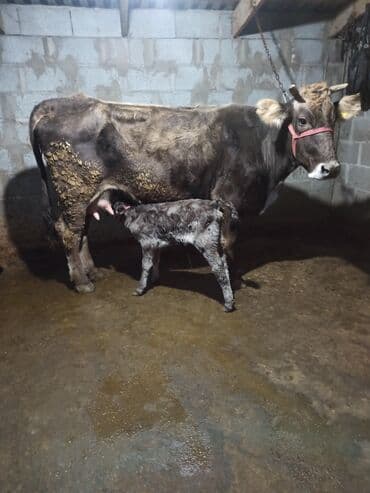 животные домашние: Продаю | Корова (самка) | Алатауская, Швицкая | Для разведения, Для молока | После отела — 6