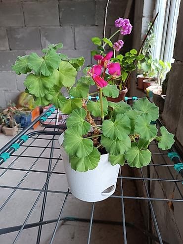 комнатные растения бишкек: Комнатные растения в горшках и укоренённые черенки. В набор входят: - — 9