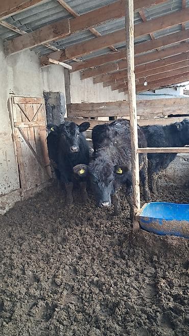 немецкая овчарка кара балта: Продаю | Корова (самка) | Абердин-ангус | На откорм | Племенные — 4