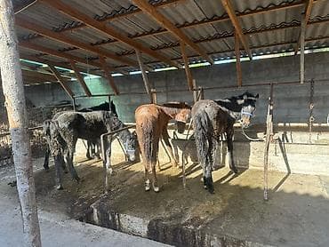 машинки для стрижки собак: Продаю | Жеребенок | Для разведения | Племенные — 1