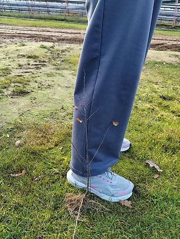 саженцы из европы: Саженцы Липы с открытой корневой системой. !!!!! ВНИМАНИЕ!!!! ТОЛЬКО — 5