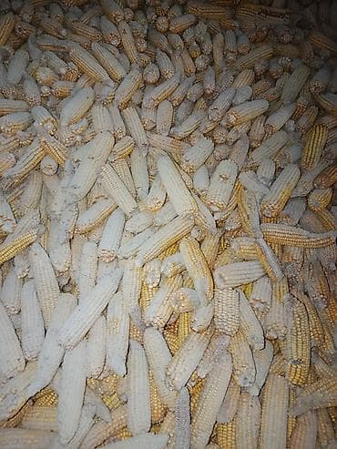 Кукуруза в початках (кормовая) - Форма: цельные початки без листьев -