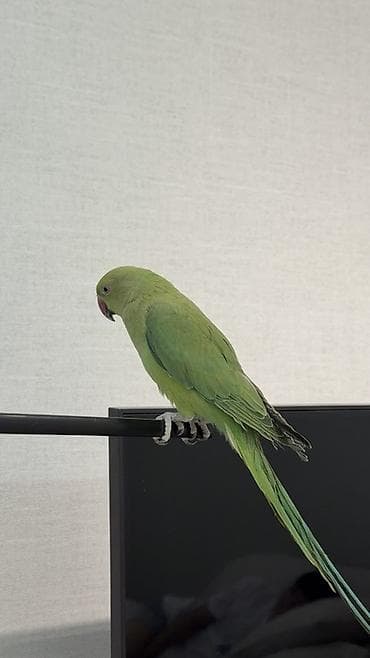 голубые чулки: Зелёный попугай (ожереловый/кольчатый тип) — ручной компаньон для дома — 3