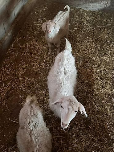 мохер: Продаю | Козлёнок | Для разведения | Племенные — 8