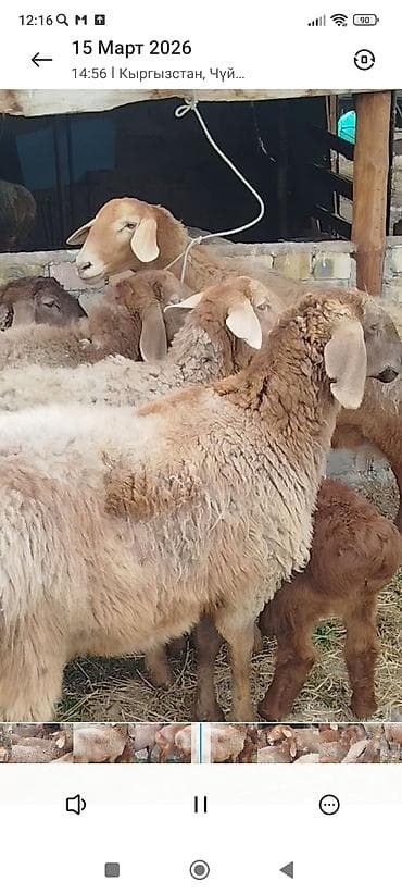Продаю | Овца (самка) | Эдильбаевская | На забой | Матка at lalafo.kg Продаю | Овца (самка) | Эдильбаевская | На забой | Матка