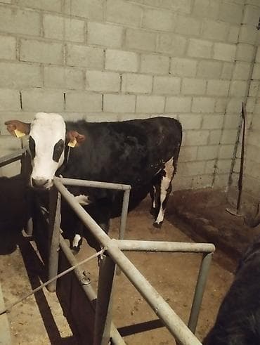 мясо яка: Продаю | Бык (самец) | На откорм — 2