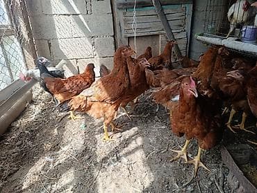 Кучинский тоок короз 70 тей бар 3-4 ай — 2