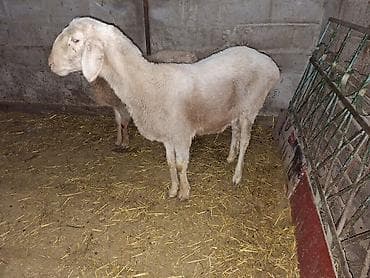 для овец: Продаю | Овца (самка) | На забой, Для разведения | Ярка — 1