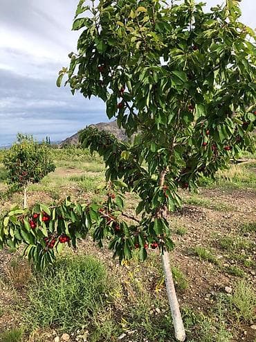 куплю поля: 400 соток, Для сельского хозяйства, Красная книга — 8