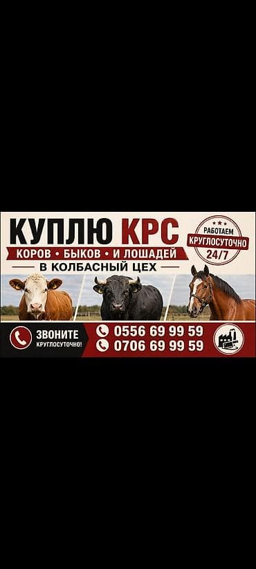 Сервис закупки КРС и лошадей в колбасный цех. Что принимаем: - Коровы