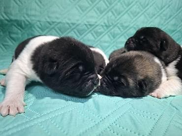 уй жаныбар: Щенки Американской акиты с плотной плюшевой шерстью и яркой маской — 3