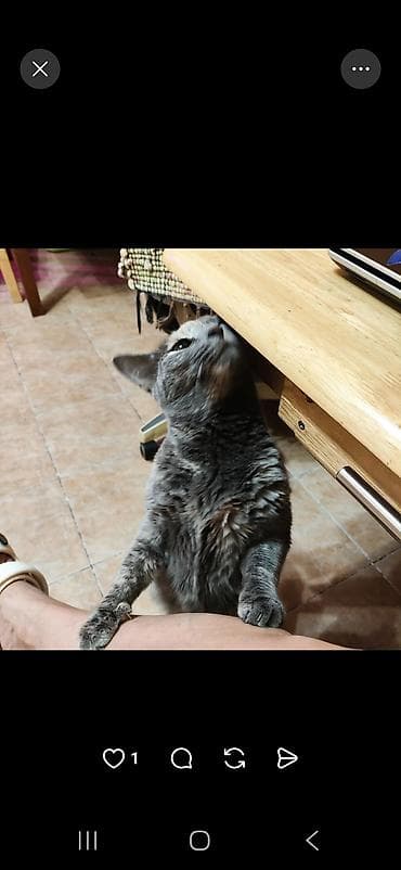 Табылган жана жоголгон мышыктар: Кошка/котёнок серого окраса (дымчатый табби с белыми отметинами) — 2