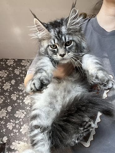 кошка продаётся: Мощные котята Мейн Куна с полным пакетом документов подтверждающие — 4