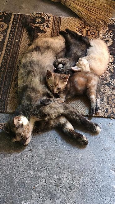 Отдаю в добрые руки котят потомственных охотников-крысоловов один lalafo.kg да Отдаю в добрые руки котят потомственных охотников-крысоловов один