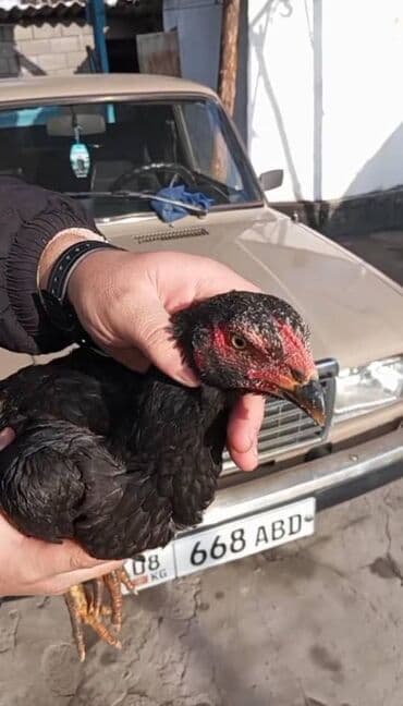 селось: Село маевка по хорошего петуха ступка есть если клиент реальный !! — 1